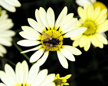 Close-up of bee on yellow flower