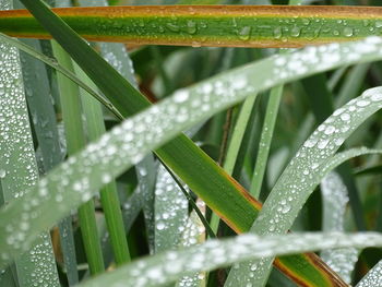 Close-up of wet plant leaves during rainy season