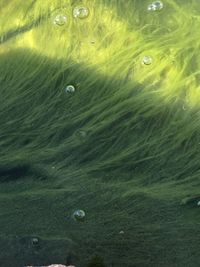 Full frame shot of fish swimming in sea