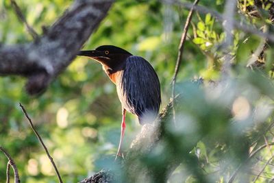 Bird perching on branch