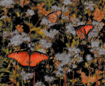 Close-up of butterfly on plant
