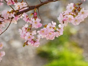 Close-up of pink cherry blossom tree