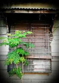 Plants against brick wall