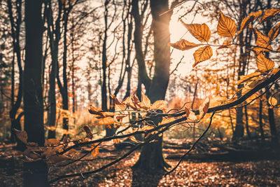 Dry leaves on tree in forest during autumn