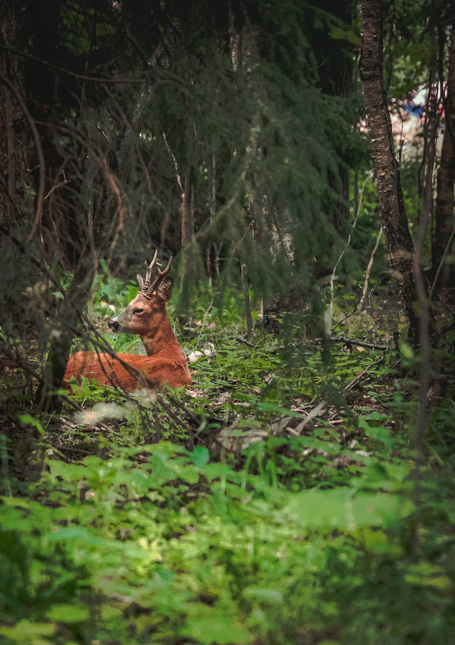 VIEW OF AN ANIMAL ON FIELD