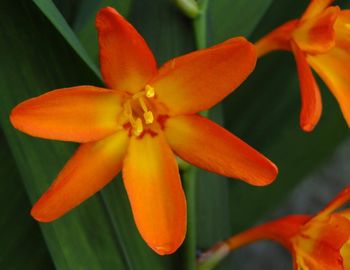 Close-up of orange flower blooming outdoors