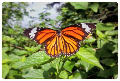 Close-up of butterfly on leaf