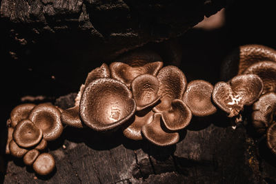 Close-up of mushrooms on wood