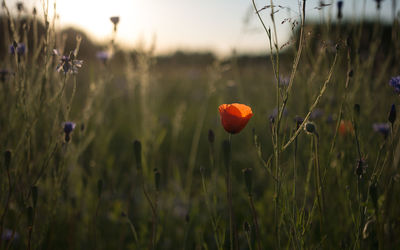 Close-up of poppy flowers blooming on field