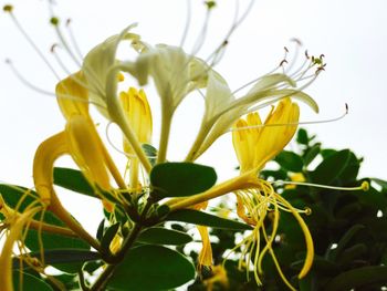 Close-up of white flowers