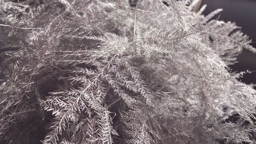 Close-up of snow on plant