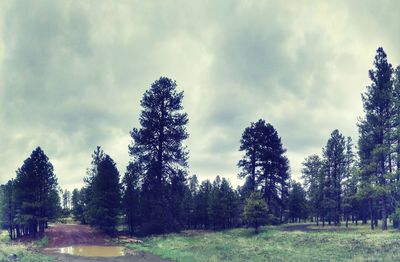 Panoramic view of pine trees in forest against sky