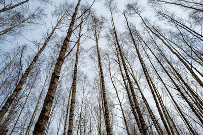 Low angle view of bare birch trees against sky
