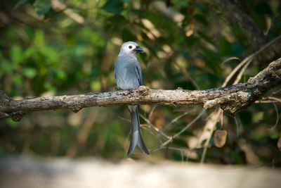 Bird perching on branch