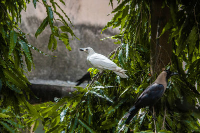 A rare albino crow