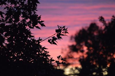 Close-up of silhouette flower tree against sky