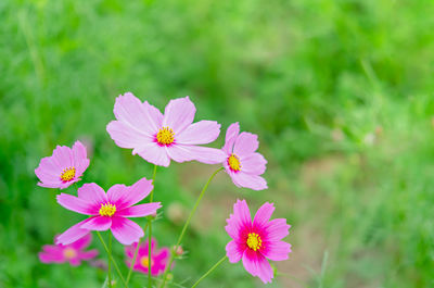 Close-up of pink cosmos flower on field