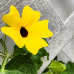 Close-up of yellow flower