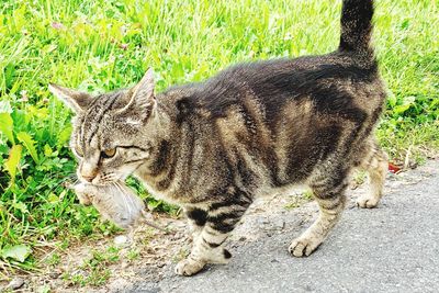 Portrait of a cat on field
