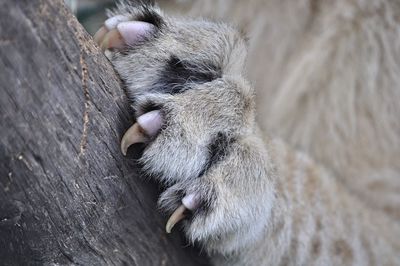 Close-up of cat sleeping