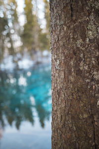 Close-up of tree trunk in forest