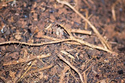 Close-up of dead plant on land