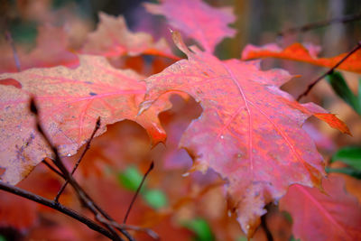 Close-up of maple leaf