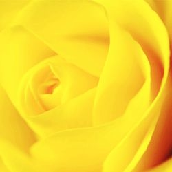 Macro shot of yellow rose