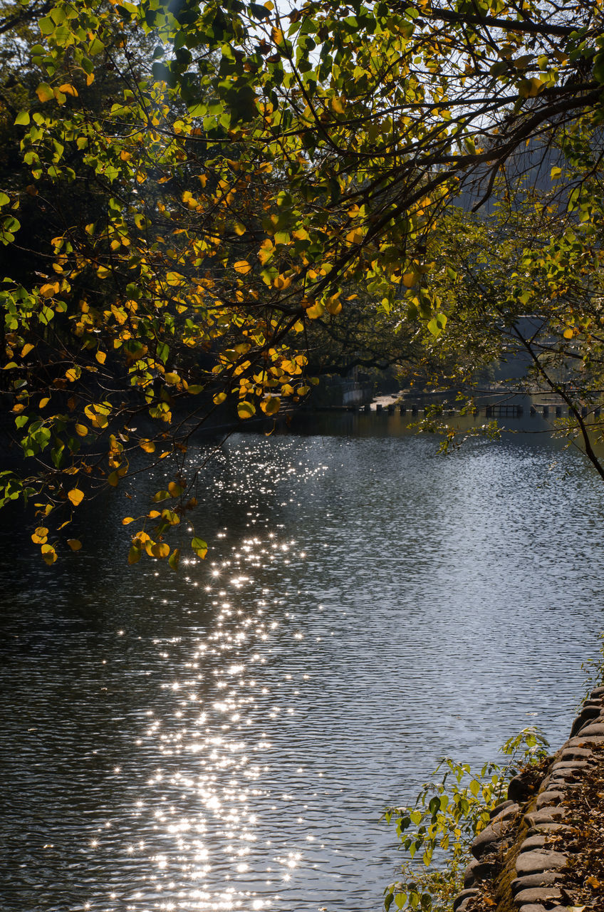 SCENIC VIEW OF LAKE BY AUTUMN TREES