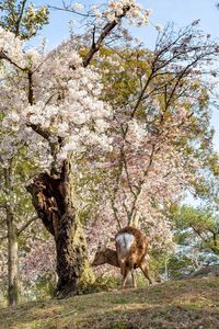 View of a squirrel on cherry tree