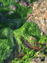 High angle view of moss on rock in forest