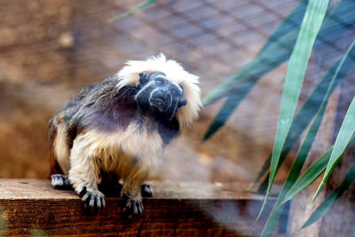 Cotton-top tamarin on retaining wall