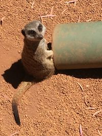 Close-up of a cat looking away
