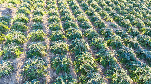 Full frame shot of plants growing on field