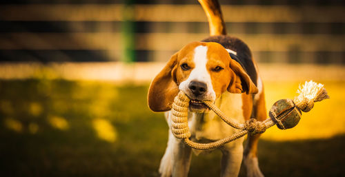 Happy beagle dog in backyard runs and hops jocularly with the toy towards camera. pets in garden.