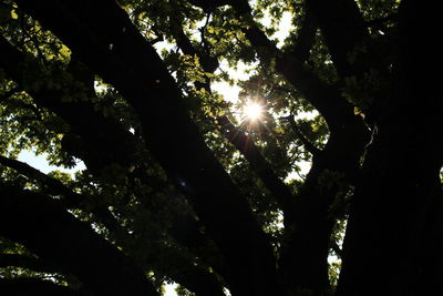 Low angle view of trees