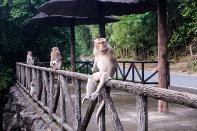 Monkey sitting on wooden railing in forest