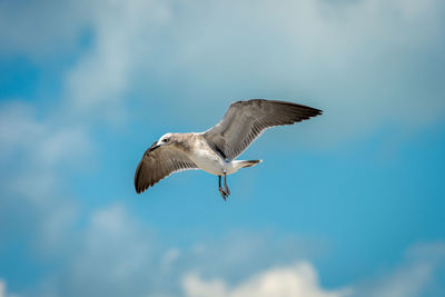 Low angle view of seagull flying against sky