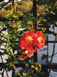 Close-up of flowers blooming outdoors