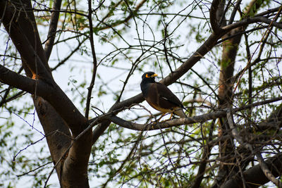 Low angle view of bird perching on branch