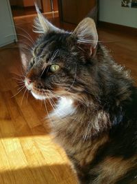 Cat looking away