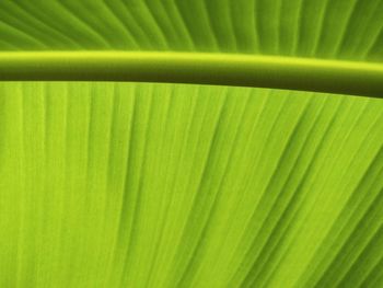 Full frame shot of palm leaf