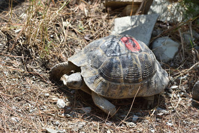 High angle view of turtle on field