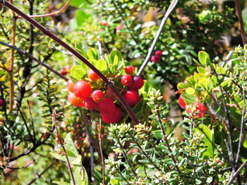 Close-up of red berries growing on tree