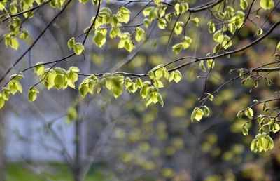 Close-up of leaves on tree