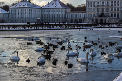 High angle view of swans swimming in lake during winter