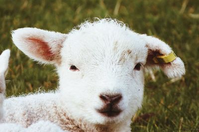 Close-up portrait of lamb