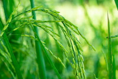 Close-up of crops growing on field