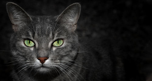 Portrait of cat against black background