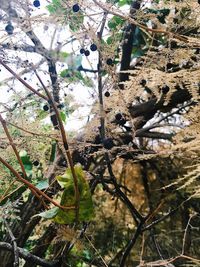 Low angle view of bird perching on tree